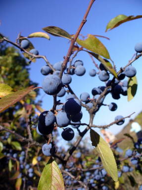 Дикий терн (Prunus spinosa)
