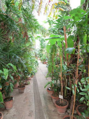 Тропические растения в оранжерее