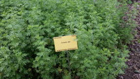 Полынь белая, или камфорная (Artemisia alba)