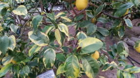 Пестролистный лимон