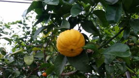 Бергамот (Citrus limonum Mellarosa)