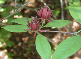 Каликант цветущий (Calycanthus floridus) Margarita