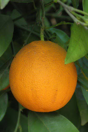 Апельсин Салустиана