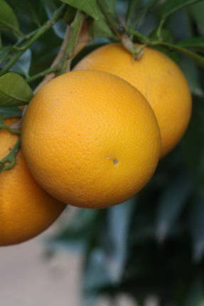 Апельсин Моро