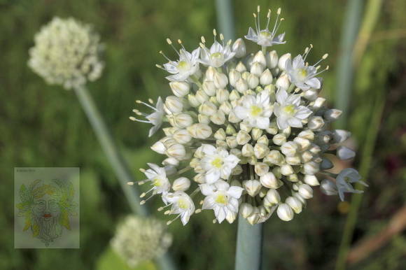 Лук пскемский (Allium pskemense)