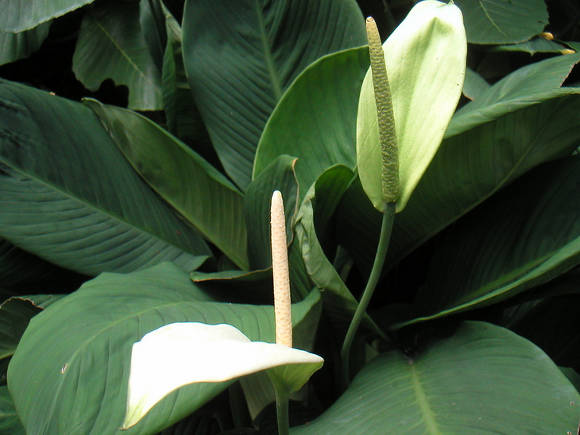 Спатифиллюм каннолистный (Spathiphyllum cannifolium)