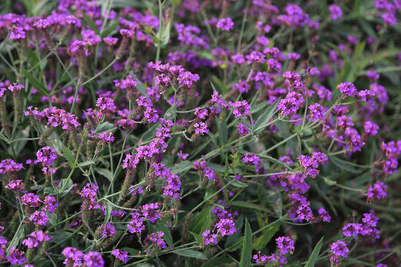 Вербена жесткая (Verbena rigida) Santos Purple