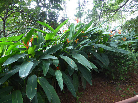 Геликония индийская (Heliconia indica)