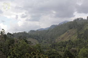 Шри-Ланка. Сухие горные леса