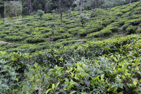 Шри-Ланка.Чайные плантации