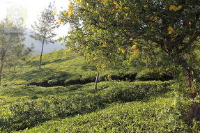 Шри-Ланка. Акация на чайных плантациях