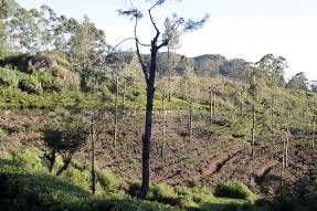 Шри-Ланка. Посадки деревьев на чайных плантациях