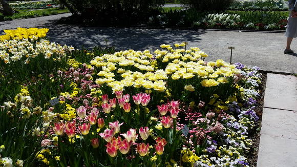 Мюнхенский ботанический сад. Партер весной