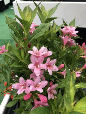 Вейгела цветущая (Weigela florida) TVP2 Picobella Rosa