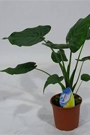 Алоказия клобучковая (Alocasia cucullata)