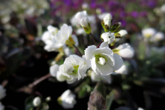 Арабис альпийский (subsp caucasica Flore Pleno)
