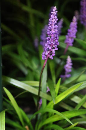 Лириопе мускари (Liriope muscari) Royal Purple