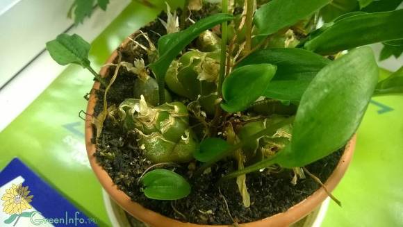 Дримиопсис пятнистый (Drimiopsis maculata)