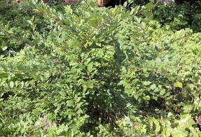 Гуми, или лох многоцветковый (Elaeagnus multiflora)