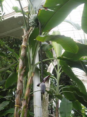 Банан райский (Musa x paradisiaca)