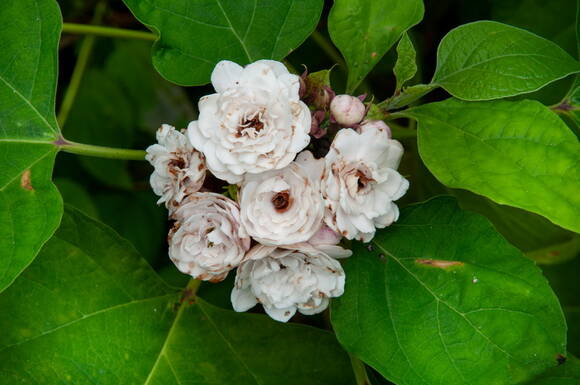 Клеродендрум китайский (Clerodendrum chinense). Фото: Depositphotos