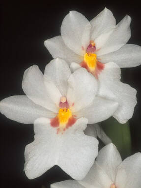 Мильтониопсис Варшевича (Miltoniopsis warscewiezii) 