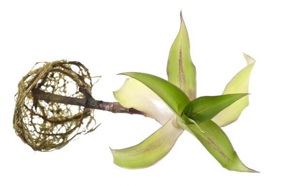 Каллизия душистая (Callisia fragrans), укорененный черенок