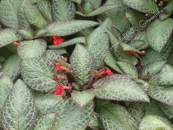 Эписция медно-красная (Episcia cupreata) 