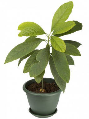 Персея американская, или Авокадо (Persea americana)
