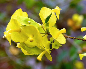 Холмшельдия кроваво-красная, форма с желтыми цветками