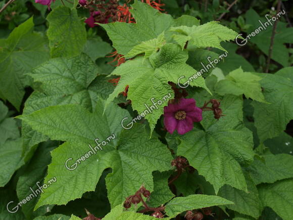 Малина душистая (Rubus odoratus)
