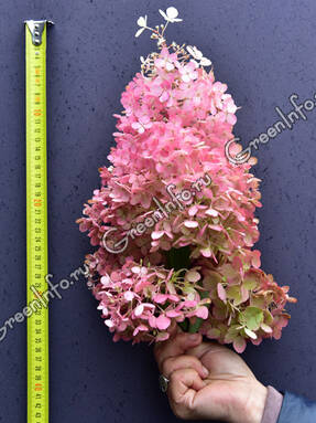 Гортензия метельчатая (Hydrangea paniculata) Заря Лесково