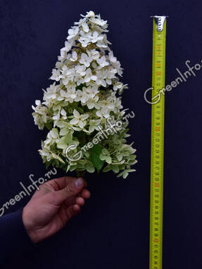Гортензия метельчатая (Hydrangea paniculata) Стрела Амура