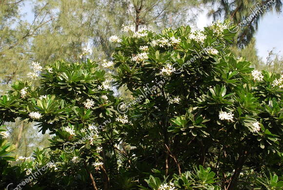 Плюмерия тупая (Plumeria obtusa) в Индии (июль)