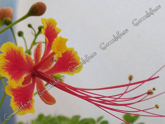 Цезальпиния красивейшая (Caesalpinia pulcherrima)