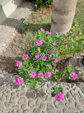 Катарантус розовый (Catharanhus roseus)