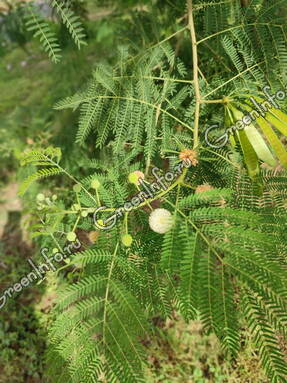 Леуцена светлоговчатая (Leucaena leucocephala)