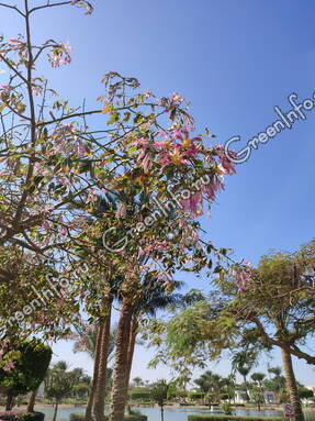 Сейба великолепная (Ceiba speciosa)