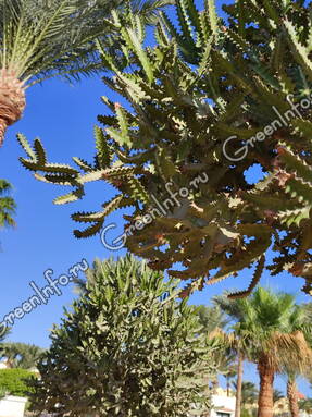 Молочай канделябровый  (Euphorbia candelabrum)