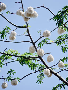 Сейба пятитычинковая (Ceiba pentandra). Фото из интернета
