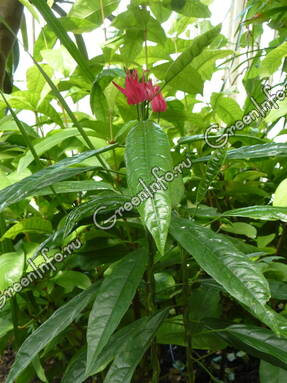 Павония Гледхилла (Pavonia x gledhillii). Фото: Рита Бриллиантова