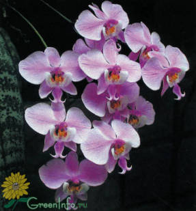 Фаленопсис Шиллера (Phalaenopsis schilleriana)