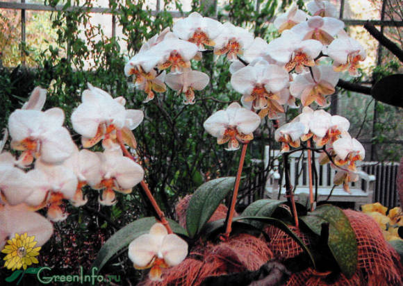 Фаленопсис Стюарта (Phalaenopsis stuartiana) 