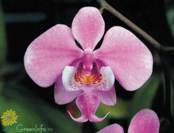 Цветок фаленопсиса Шиллера (Phalaenopsis schilleriana)