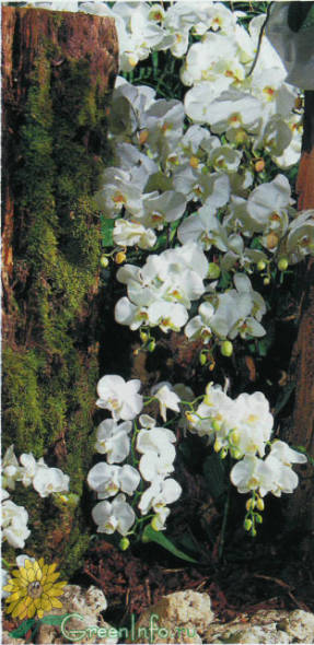 Крупноцветковый белый фаленопсис