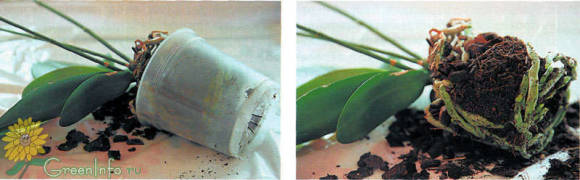 Слегка помять стенки горшка и аккуратно вынуть растение