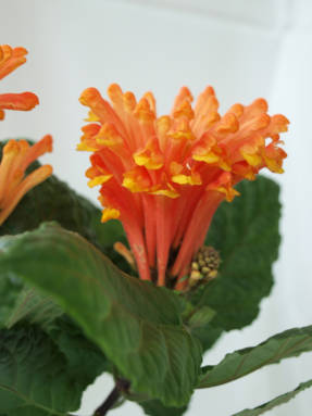 Скутеллярия костариканская (Scutellaria costaricana)
