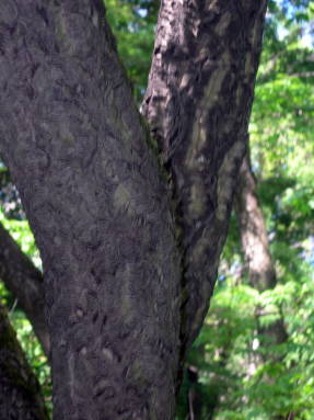 Бархат амурский (Phellodendron amurense)