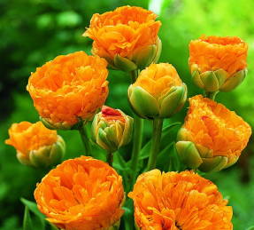 Тюльпан Double Beauty of Apeldoorn
