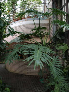 Филодендрон двоякоперистый (Philodendron bipinnatifidum)